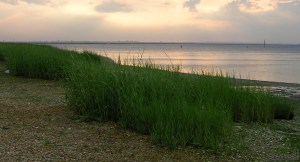 Jamaica Bay Shoreline (c) Vivian R. Carter 2009