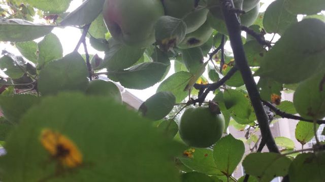 It may be sickly, but it survives and produced a couple dozen apples in 2014. 