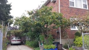 Peach tree, Ozone Park, summer 2014