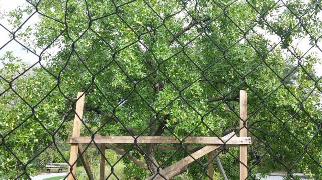 Persimmon tree, Flushing, summer 2014.