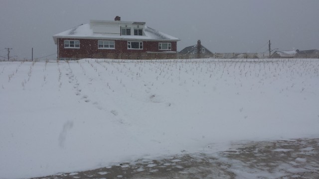 Belle Harbor dunes after snowstorm of 1/27/15.